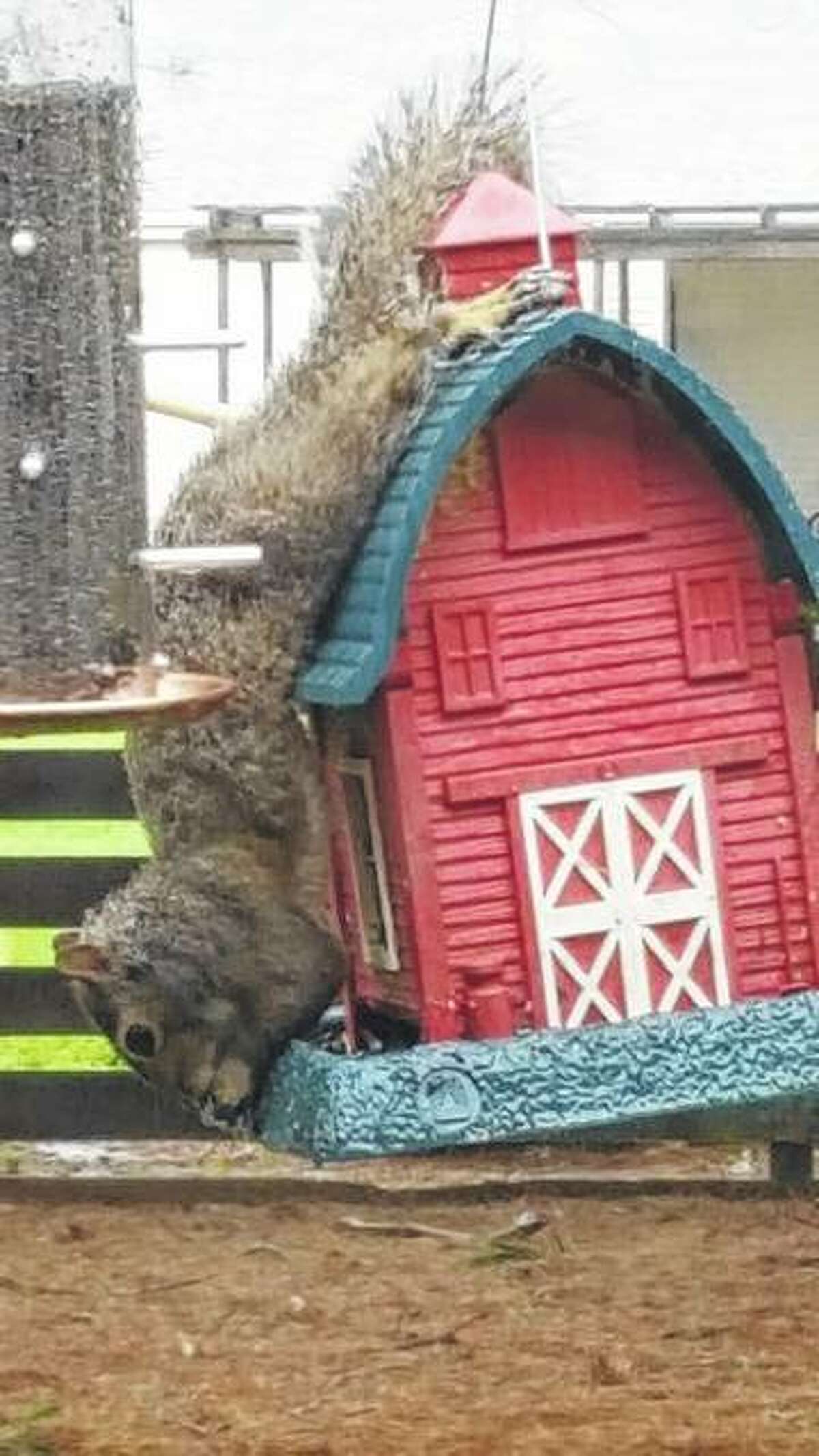 A squirrel performs a few acts of agility to get to seeds in a bird feeder.