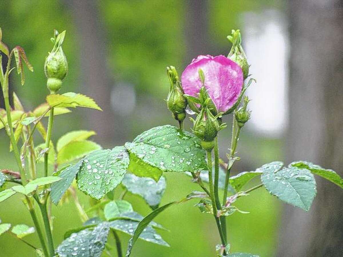 A rose bud soaks up the rain in Scottville.