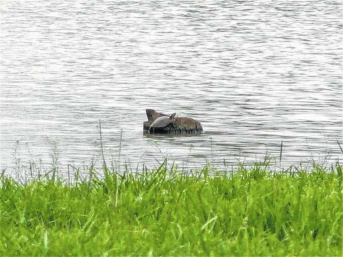 A turtle rests on a log in a pond in rural Macoupin County.