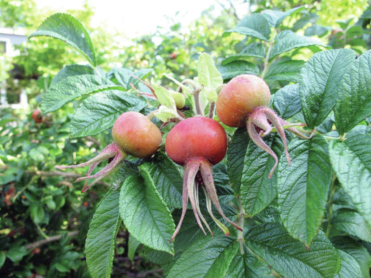 Vitamin-C-rich rose hips are the fruit of a rose plant and can be used fresh or dried for making tea. Steep them in boiling water, sweeten with honey and enjoy. Herbs, fruit and many other plants make into great tea.