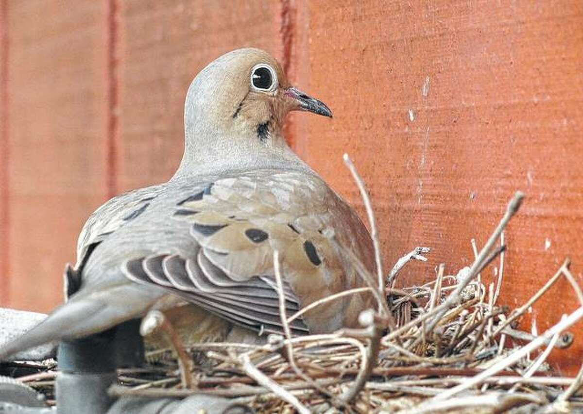 A mourning dove sits on a nest in Jacksonville.
