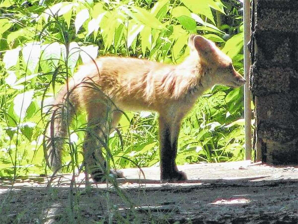 A fox visits an old house in Scottville.