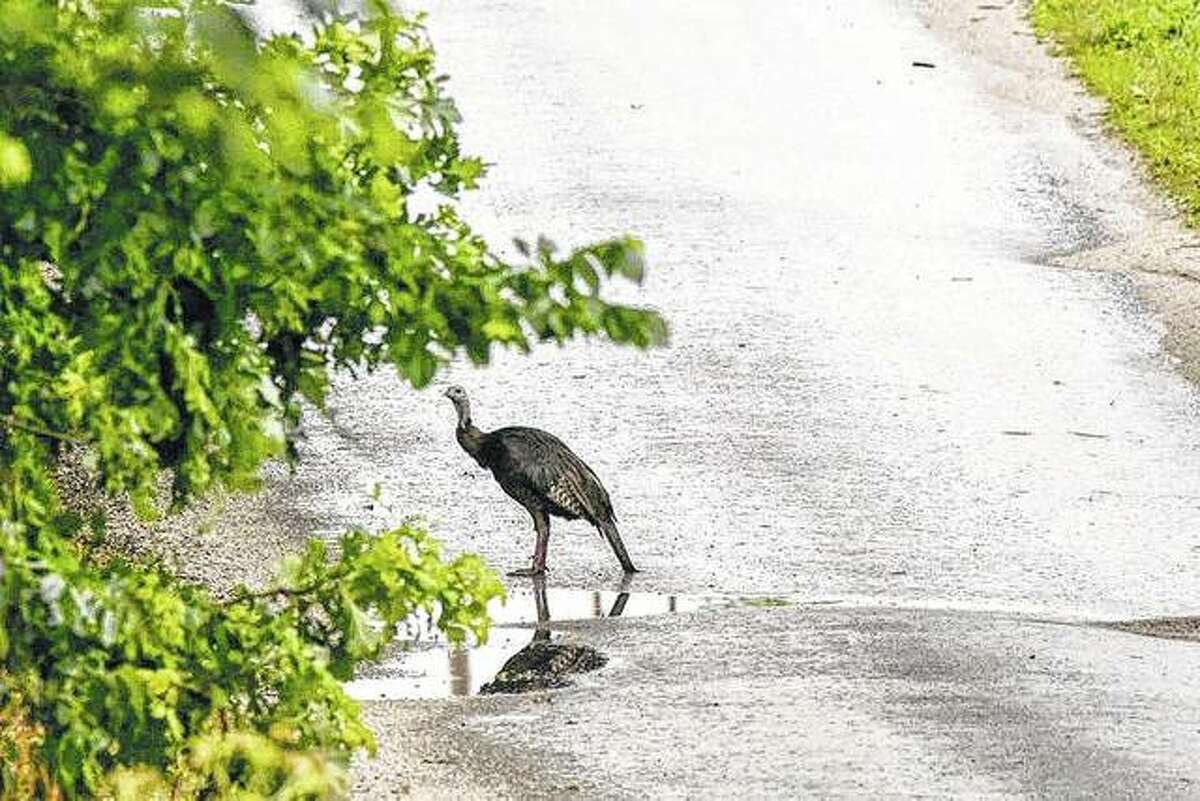 A rather damp hen turkey makes its way across the street and to a wooded area near Waverly.