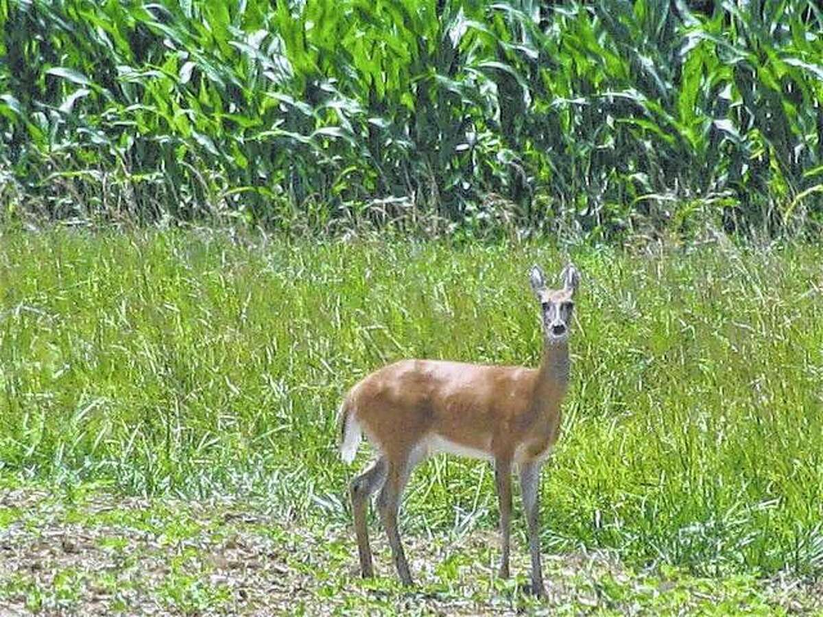 A deer stops and looks around before heading into a field in rural Macoupin County.