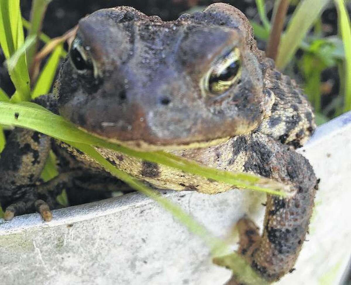 A toad hangs out on the edge of a flower pot.