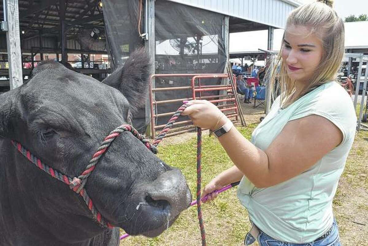Kenady Richardson, daughter of Chris and Tarah Richardson of rural Jacksonville, prepares her crossbred steer for the 4-H livestock auction Monday at the Morgan County Fairgrounds.