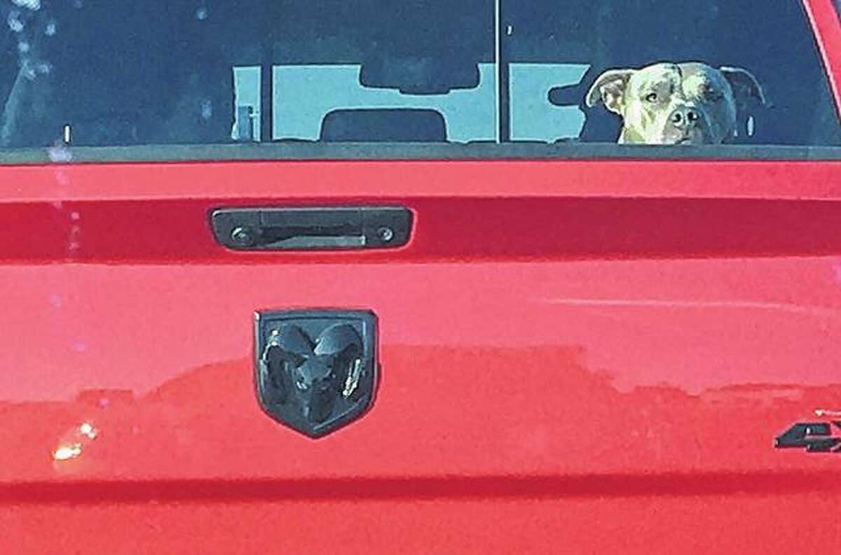 A dog keeps a watchful eye on what’s going on behind it while the driver watches what is going on in front.