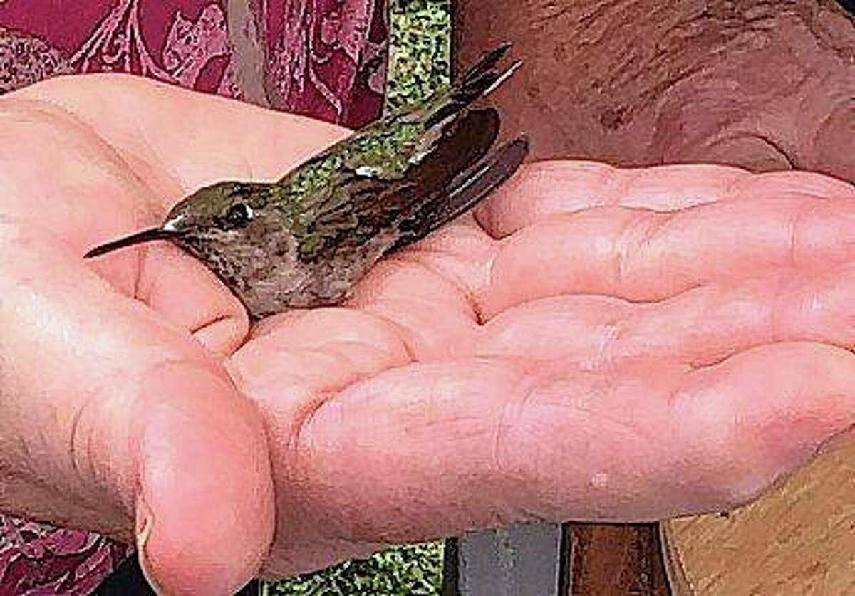 A woman attending the eighth annual Hummingbird Festival on Sunday afternoon in Greene County holds a hummingbird. The event included demonstrations, discussions and bird banding by Vernon Kleen of the Lincoln Land Association of Bird Banders.