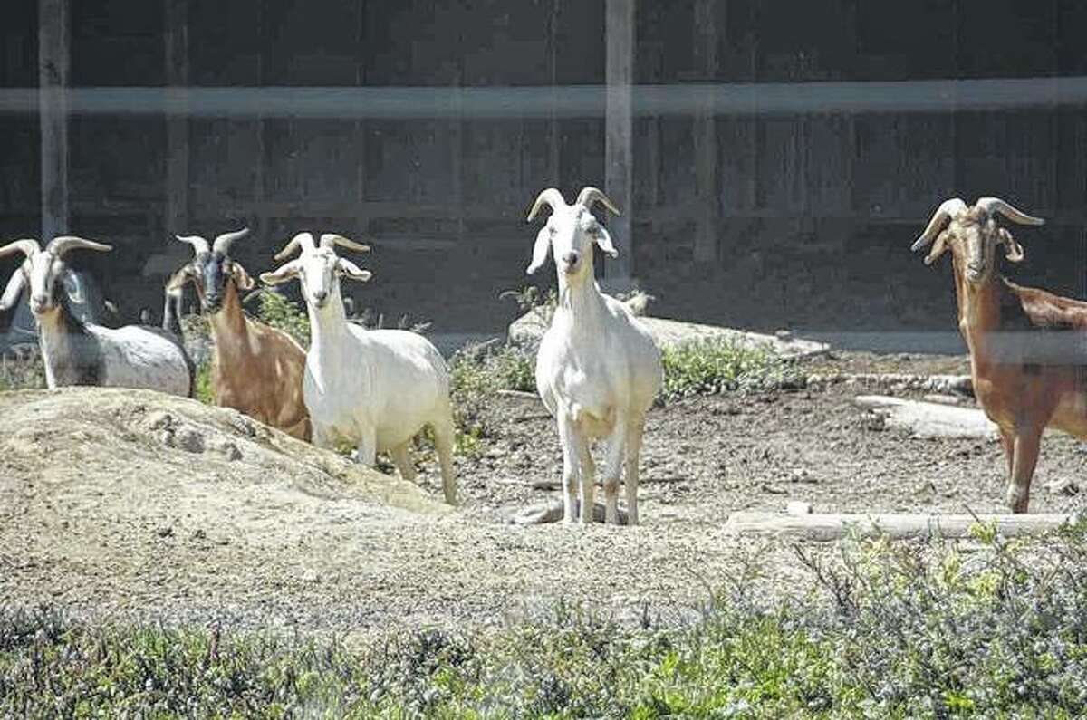 A group of goats seem to be a little suspicious about their surroundings.