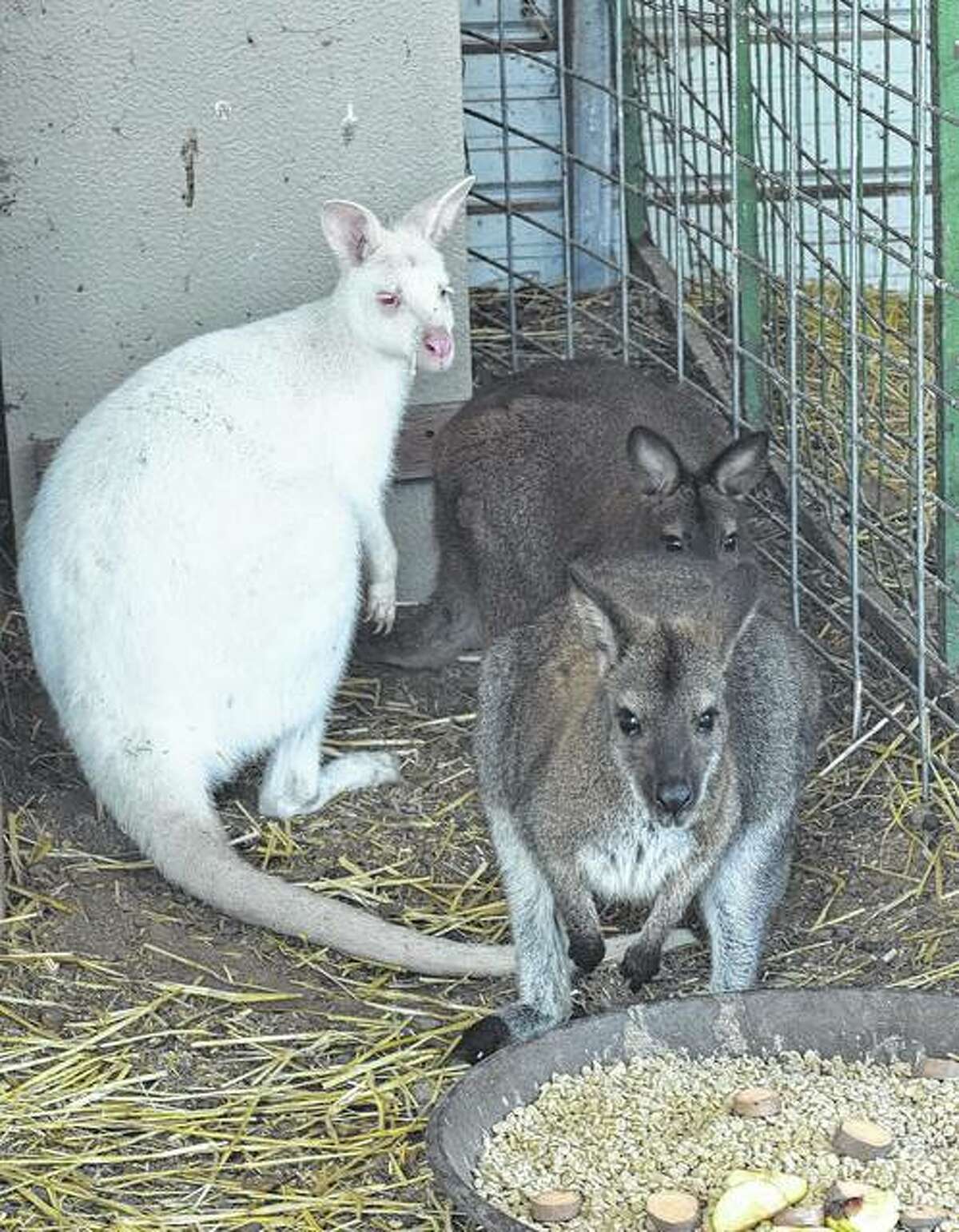 Wallabies are similar to kangaroos, but are smaller than their marsupial cousins.