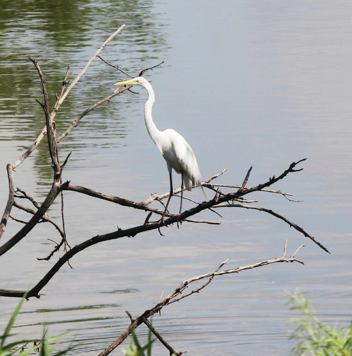 Scott Cousins/The Telegraph An egret perches on a dead limb in standing water along the Berm Highway Tuesday morning while more egrets perch on nearby trees. High water along the river has made it a likely place to spot various waterfowl and other birds in recent weeks.