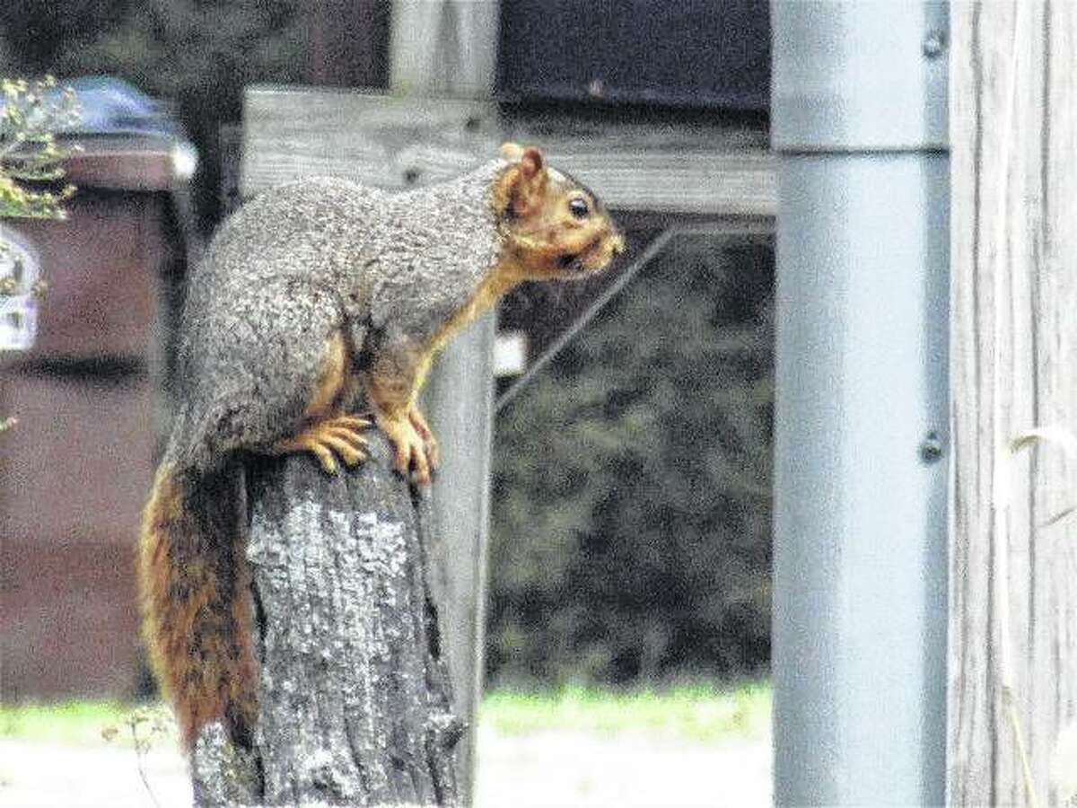 A squirrel blends into its surroundings while sitting on a post in Scottville.