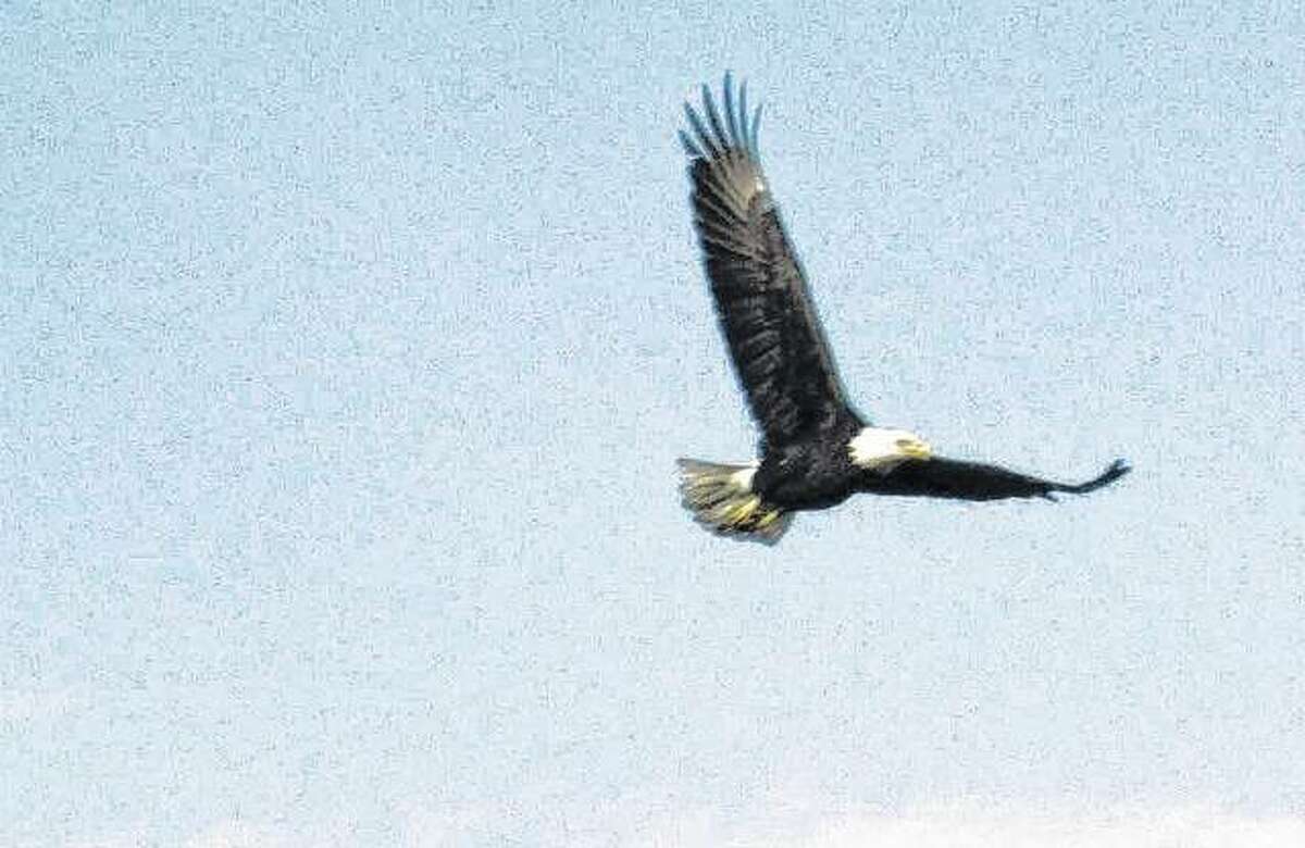 An eagle flies in the sky over rural Greene County.