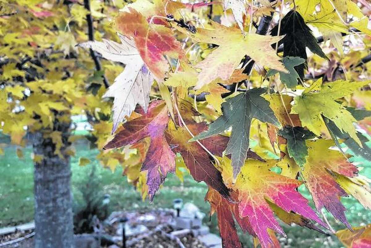 A sugar maple tree near Woodson shares nature’s palette with passers-by.