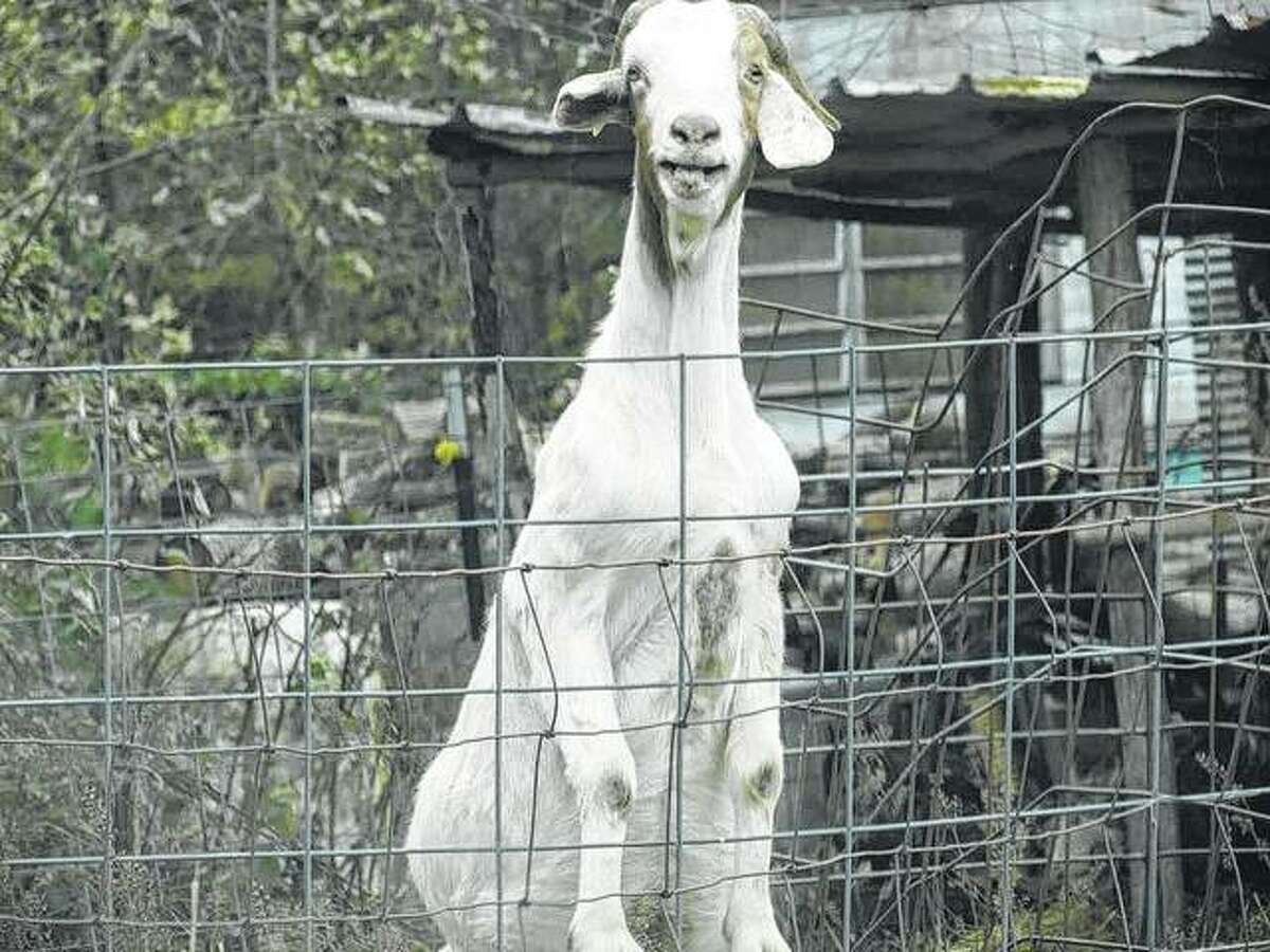 A goat stands guard at a fence near Michael in Calhoun County.