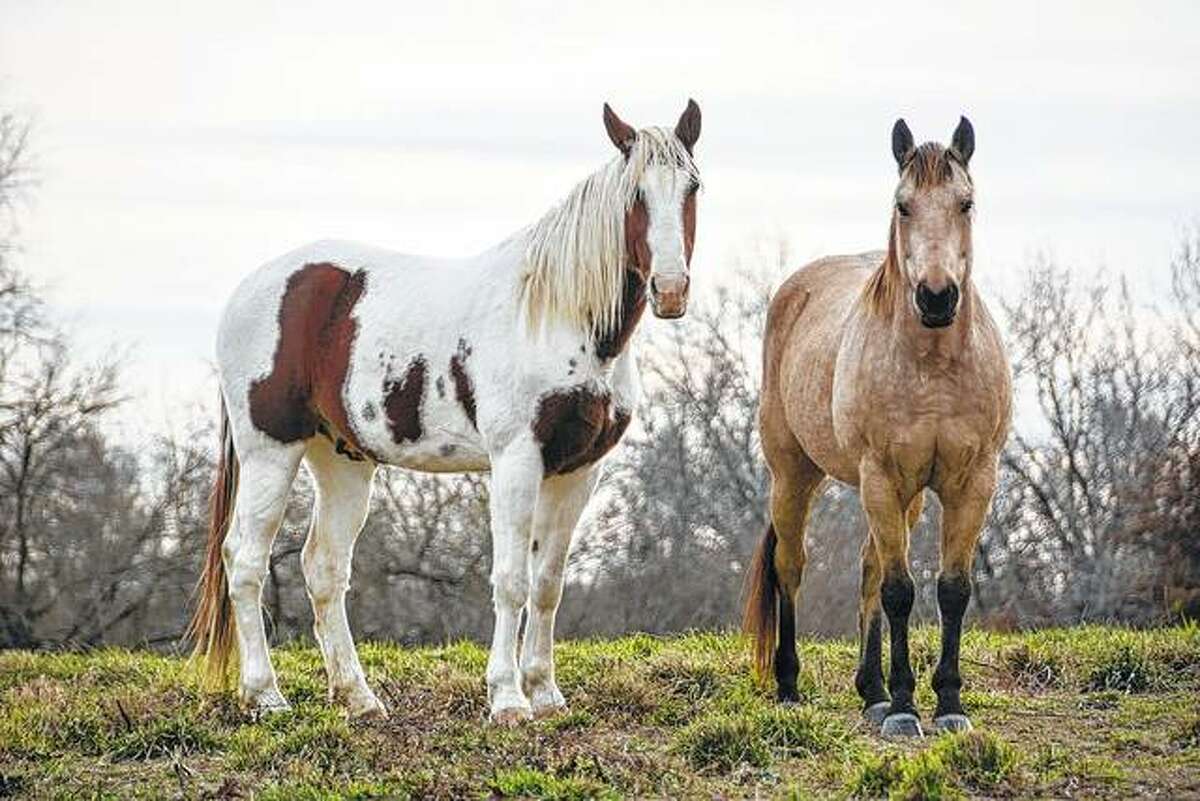 Horses strike a pose on a farm near Waverly.