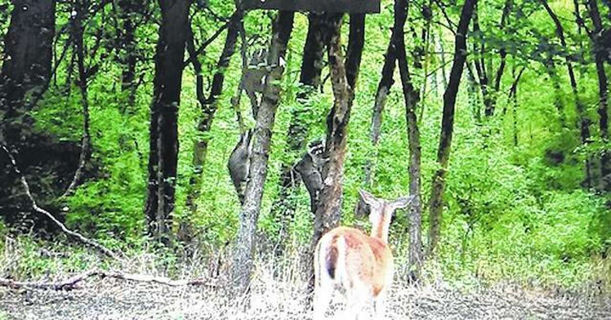 A trailcam caught this interesting meeting between a deer and a few raccoons.