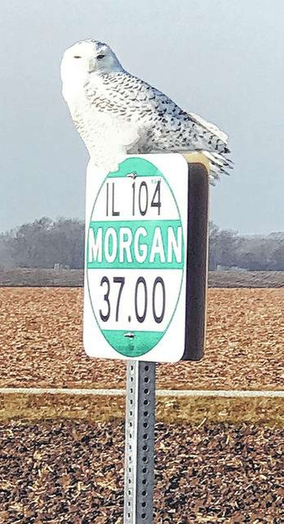 A snowy owl casts a gaze on its surroundings on the east side of Franklin.
