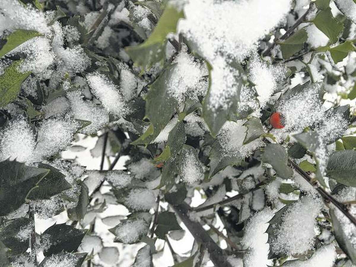 Snow covers the leaves of a holly bush as a single berry pokes through.