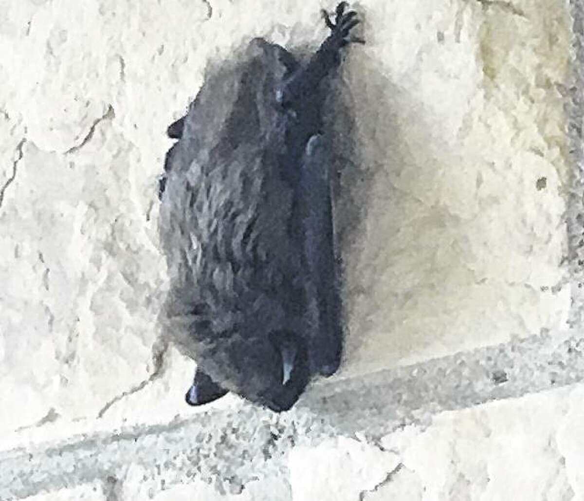 A bat rests in a hallway at First Presbyterian Church.