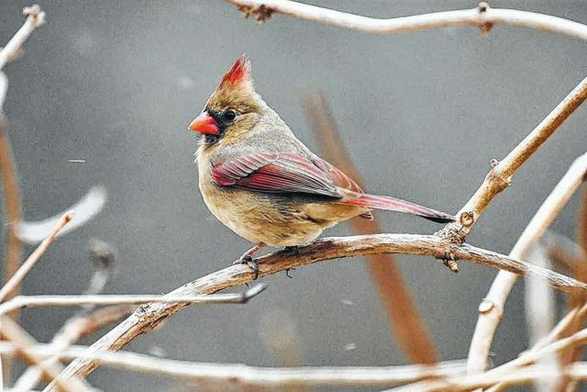 A cardinal finds a perch on the branch of a tree.