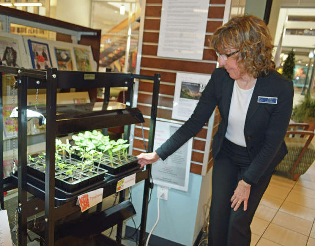 Jean Shimunek, Hayner Public Library reference services manager, monitors seedlings under the grow light at the Hayner Library’s Alton Square Mall location.