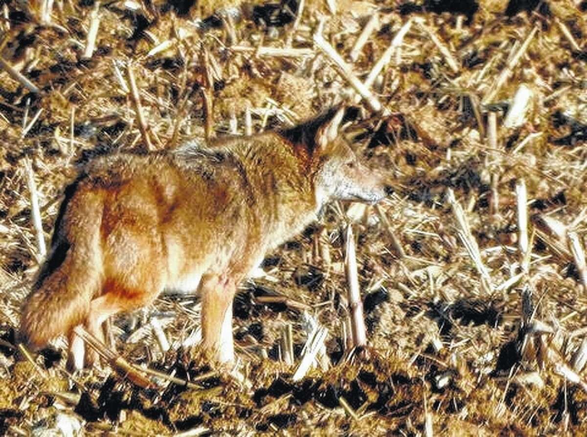 Kathy Caruthers | Reader photo A coyote goes on the hunt south of Waverly.