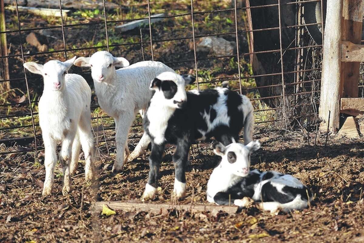 Jeff Ruzicka | Reader photo Two sets of barnyard twins enjoy the day at a Pike County farm.