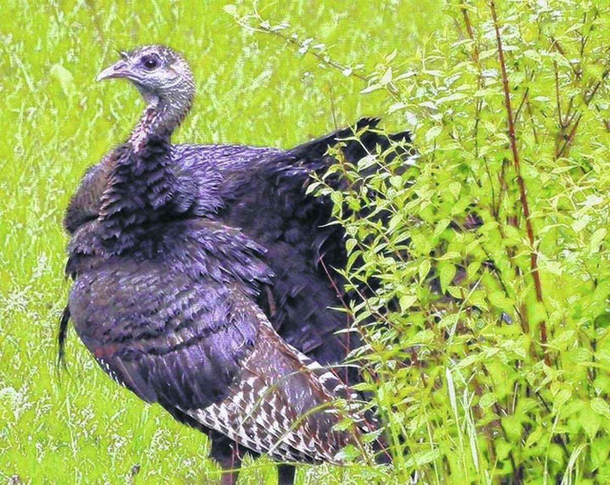 Kathy Caruthers | Reader photo A turkey takes a cautious look around before leaving thick brush near Waverly.