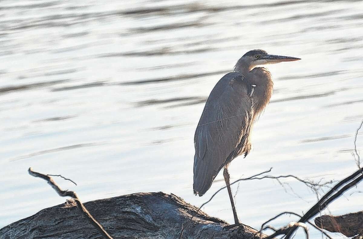 Jeff Ruzicka | Reader photo A blue heron keeps a watchful eye over the peaceful blue river in Pike County.