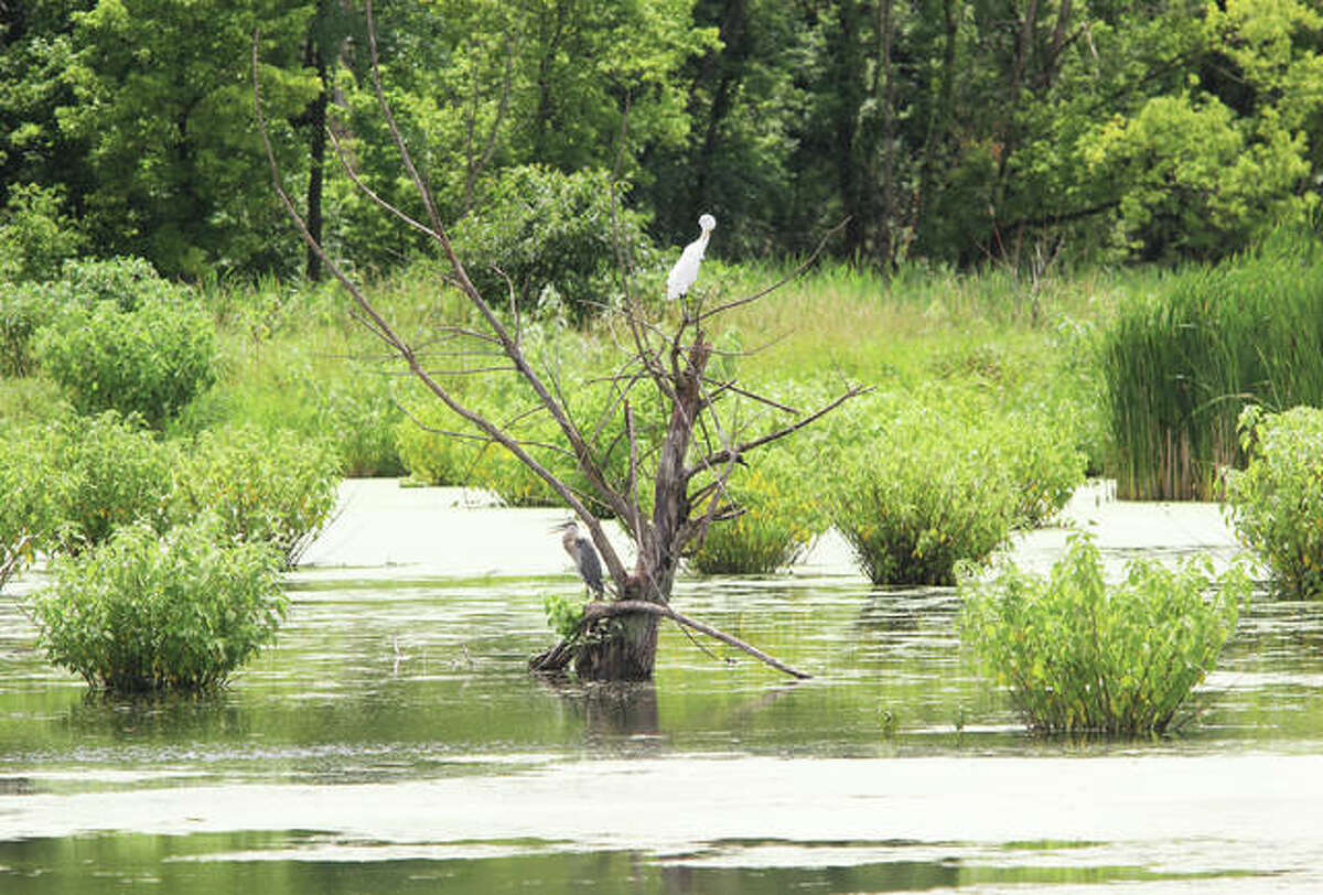 Waterfowl perch on a dead tree in the Upper Lake at the Watershed Nature Center in Edwardsville.The Alton Regional Convention and Visitor’s Bureau will begin tourism marketing for Edwardsville, including the Nature Center, in a few months.