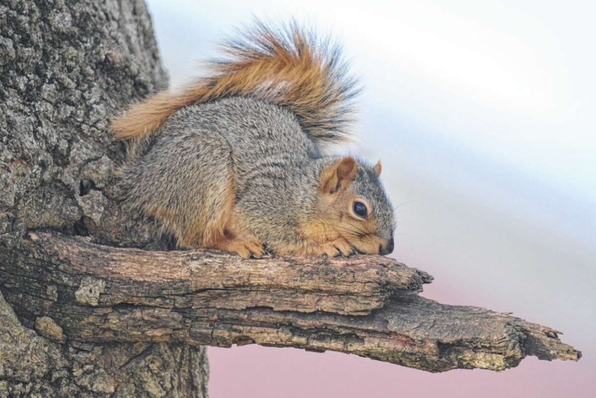 Jeff Ruzicka | Reader photo A squirrel gets a good vantage point from a tree branch.