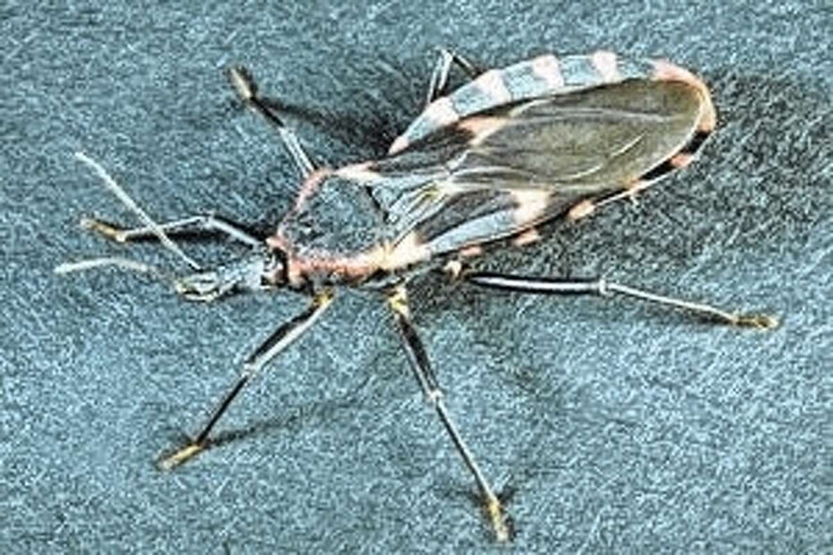 Kissing Bug Makes Its Way Through Illinois