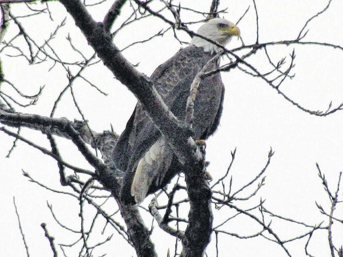 An eagle keeps watch from high atop a tree just west of Scottville.