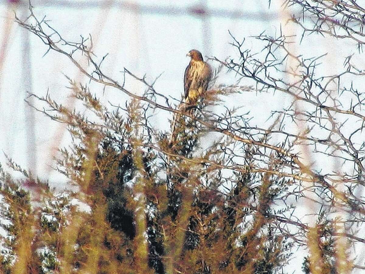 Beverly Watkins | Reader photo A red-tailed hawk flew to the top of an evergreen tree in Greene County to get a glimpse of its surroundings.