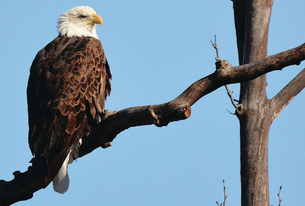 Jeff Ruzicka | Reader photo An eagle keeps keen watch over the ground below from its perch in a tree.