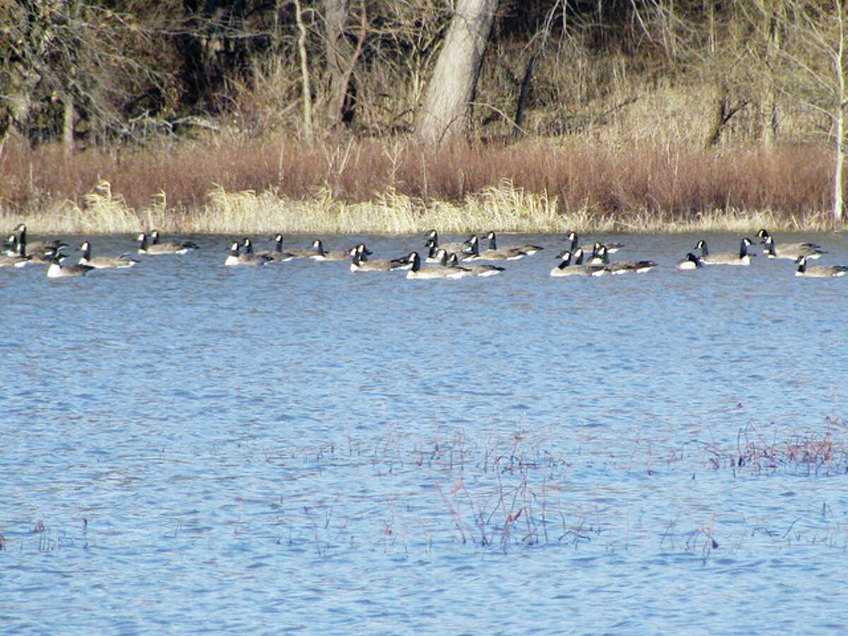 Geese enjoy a swim in a marshy area of rural Greene County.