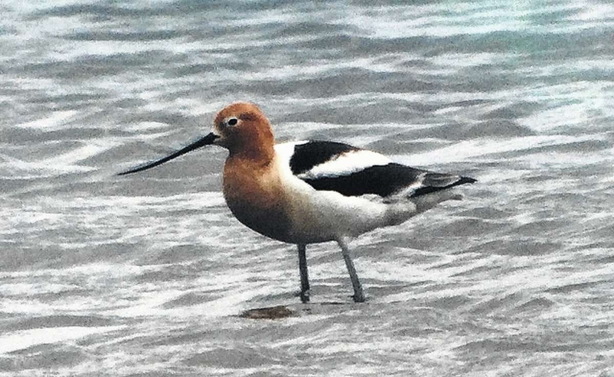 An American avocet spotted May 25 at the Lake Mauvaisterre sediment pond.