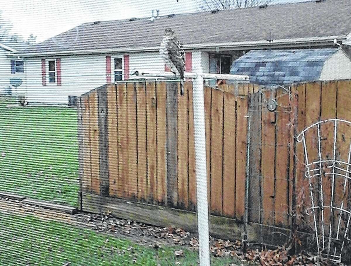 Donna Adams | Reader photo A hawk choses a handy vantage point to keep watch over a bird feeder on the west end of Jacksonville.