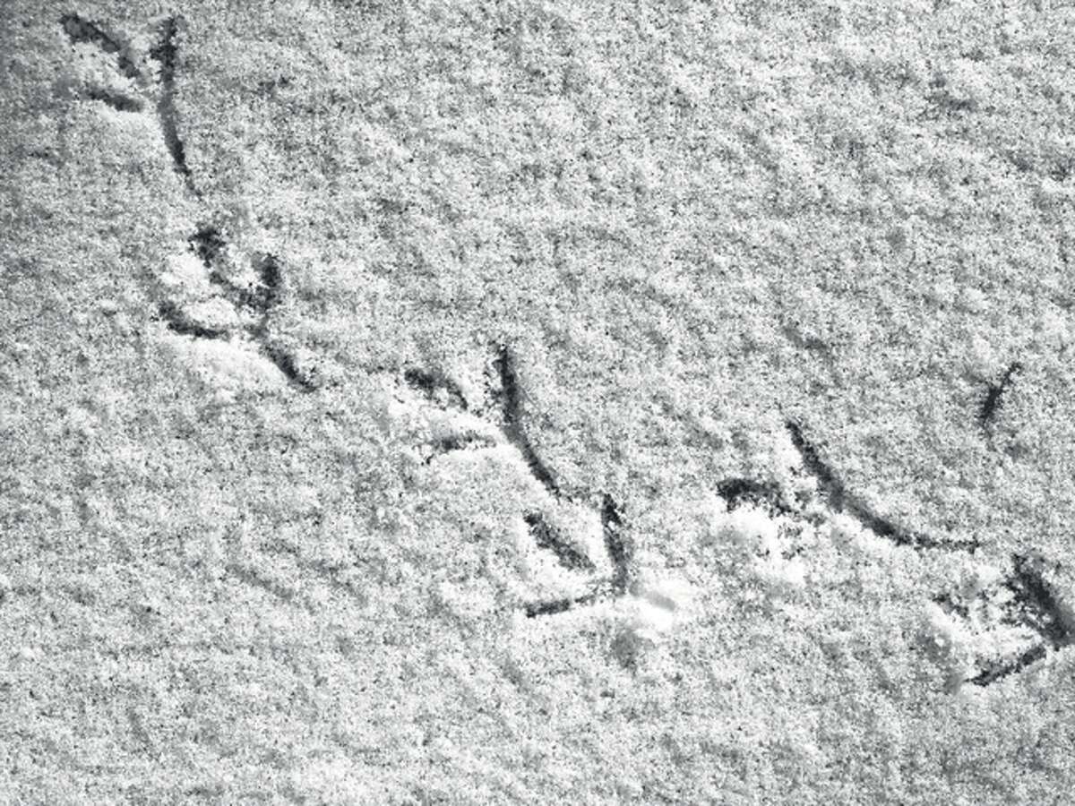 David Blanchette | Reader photo Bird tracks linger in the snow in Jacksonville.
