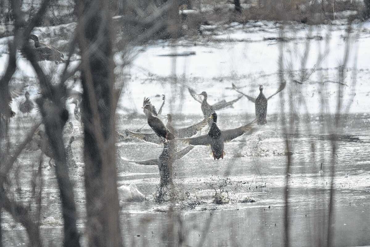 A group of mallards take off after dipping into a chilly pond in Pike County briefly.