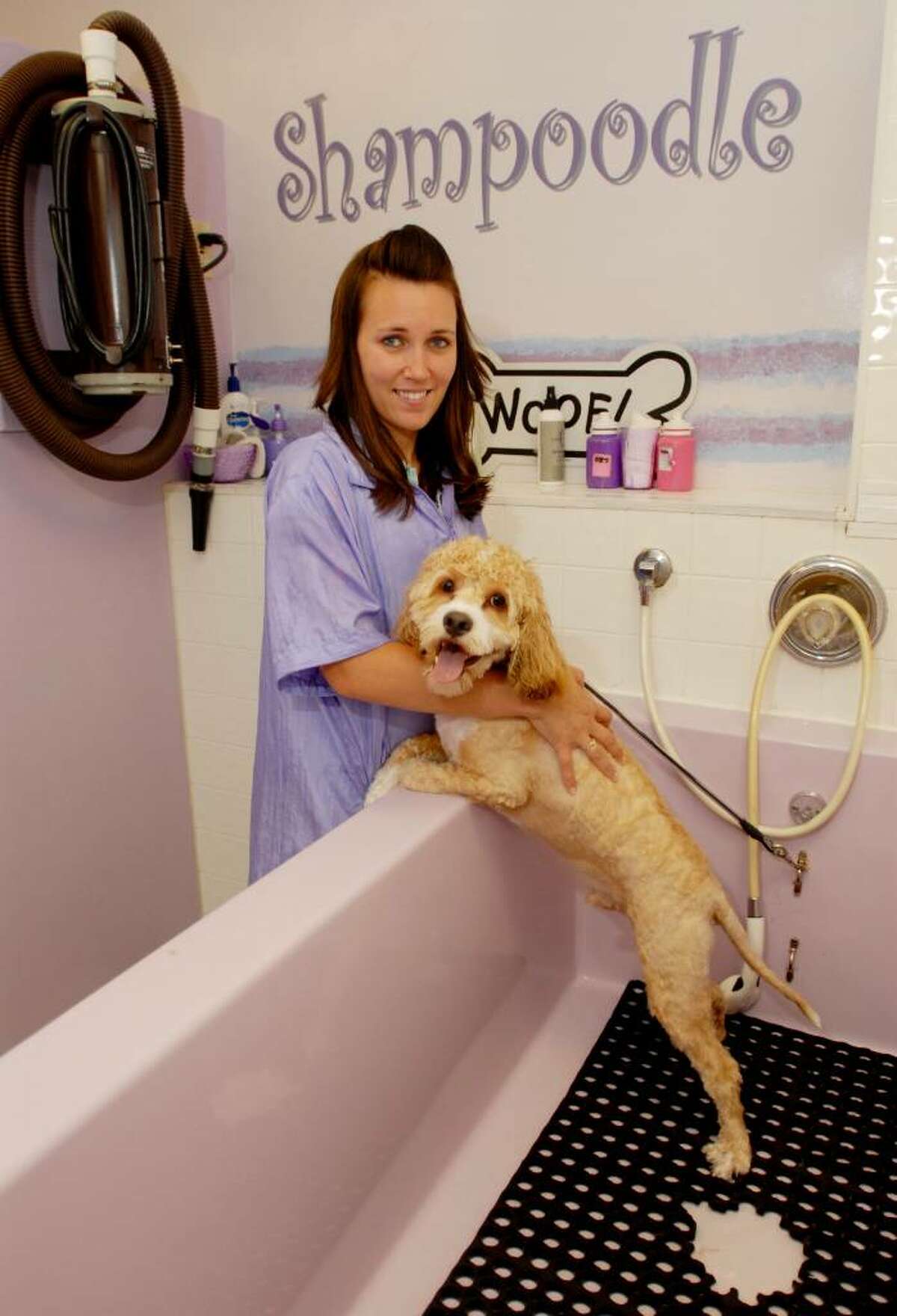 Stephanie Moon, manager at "Shampoodle," works with Cody, who had the washing and grooming services at the shop in Delmar. (Luanne M. Ferris / Times Union)