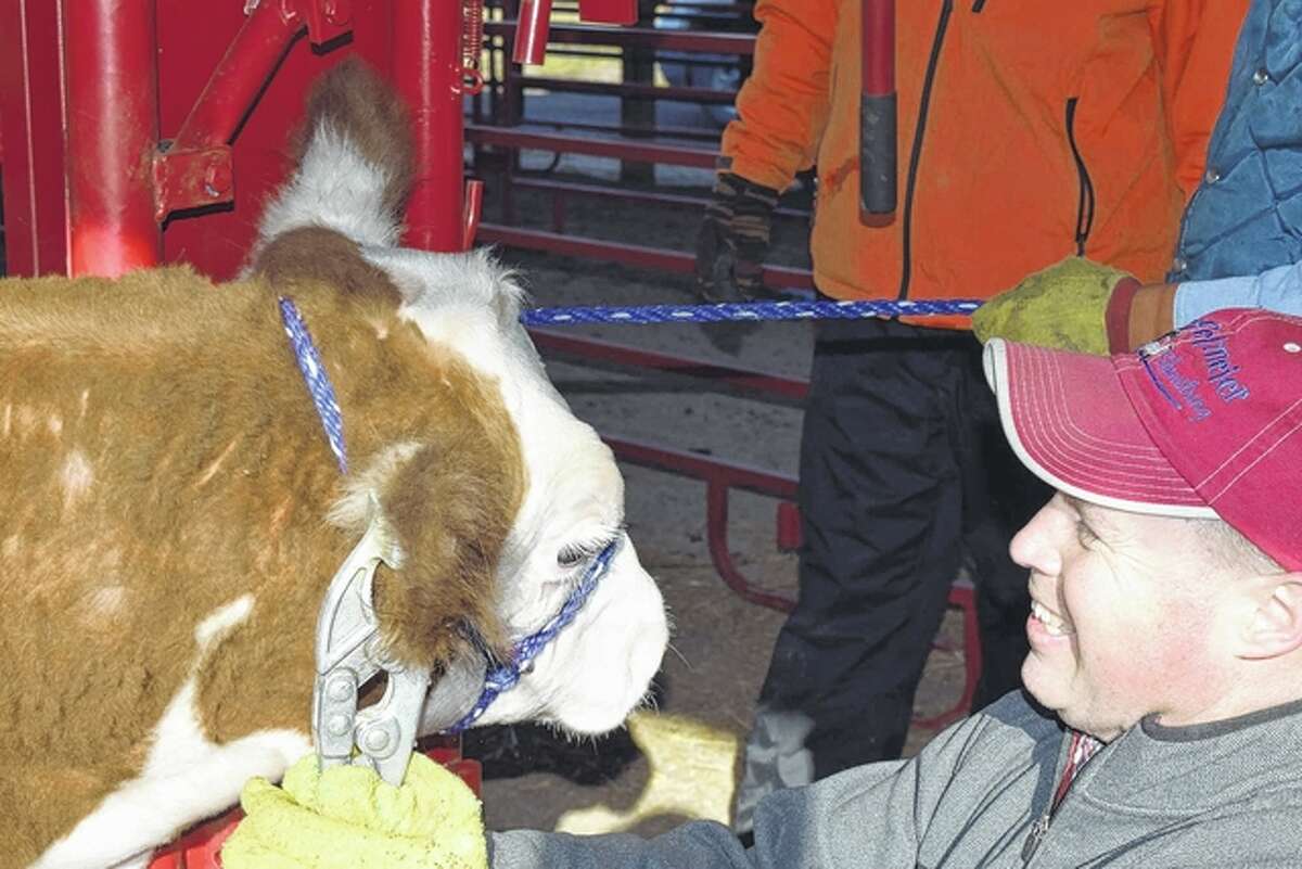 University of Illinois Extension Director Aaron Dufelmeier tattoos the right ear of a Hereford steer Saturday at the annual 4-H beef weigh-in at the Morgan County Fairgrounds.