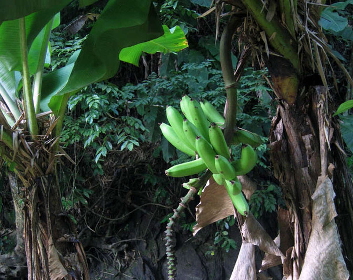 Commentary Bananas are going extinct; Corn soon to follow?