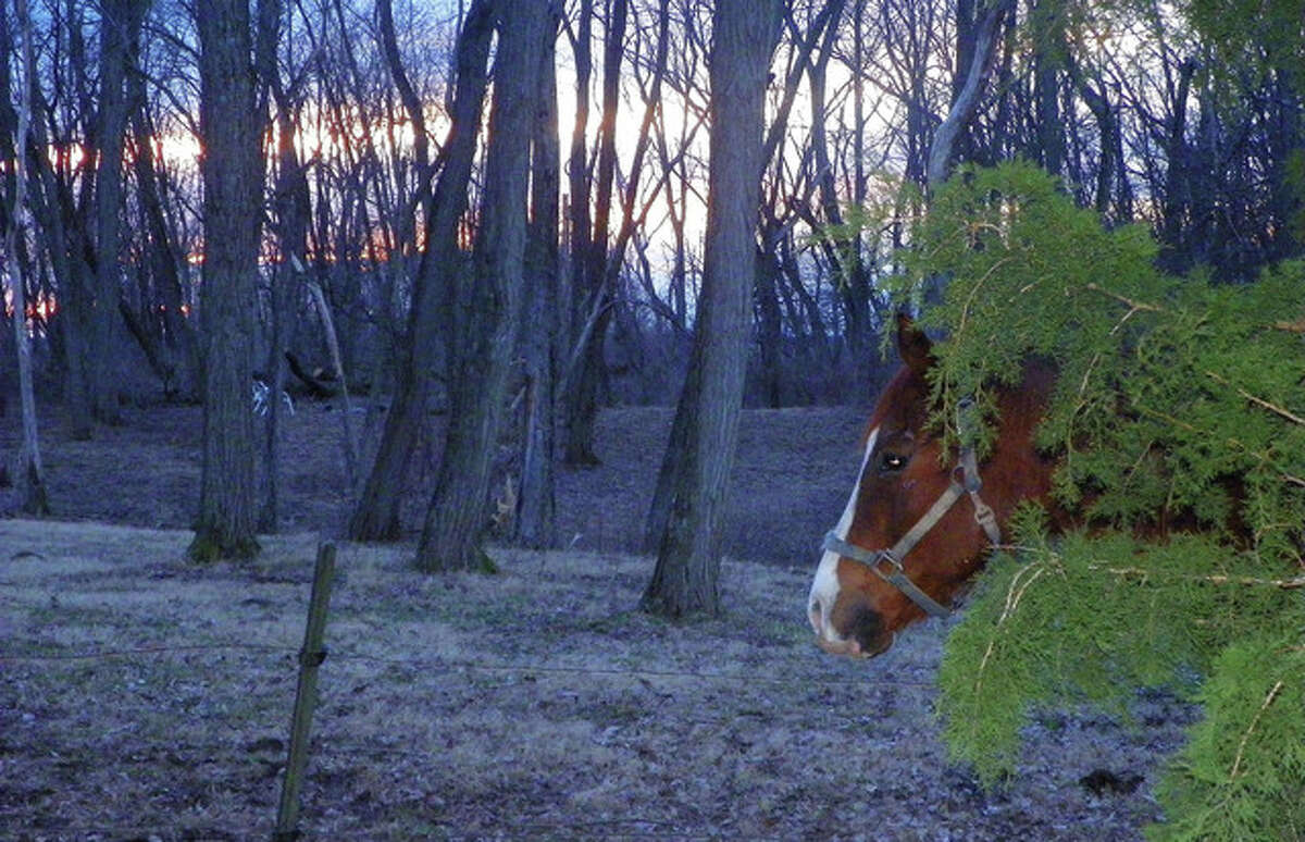 A horse hides behind the cedar in the sunset.