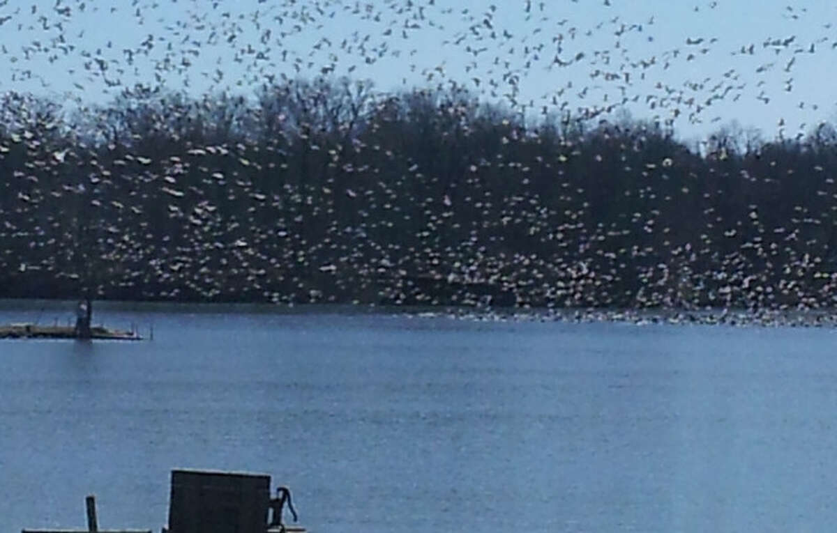 A large group of snow geese takes flight over Lake Jacksonville.