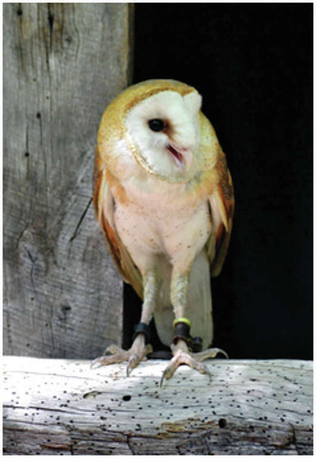 World Bird Sanctuary To Release 1 000th American Barn Owl Alton