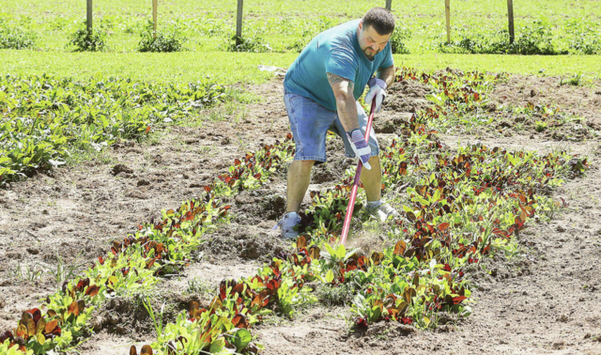 A participant in a large garden which will provide fresh vegetables for a farmers market for the Dream Center, 3401 Fosterburg Road, works on weeding the lettuce Tuesday. The garden provides jobs and a new start for men just getting out of prison.