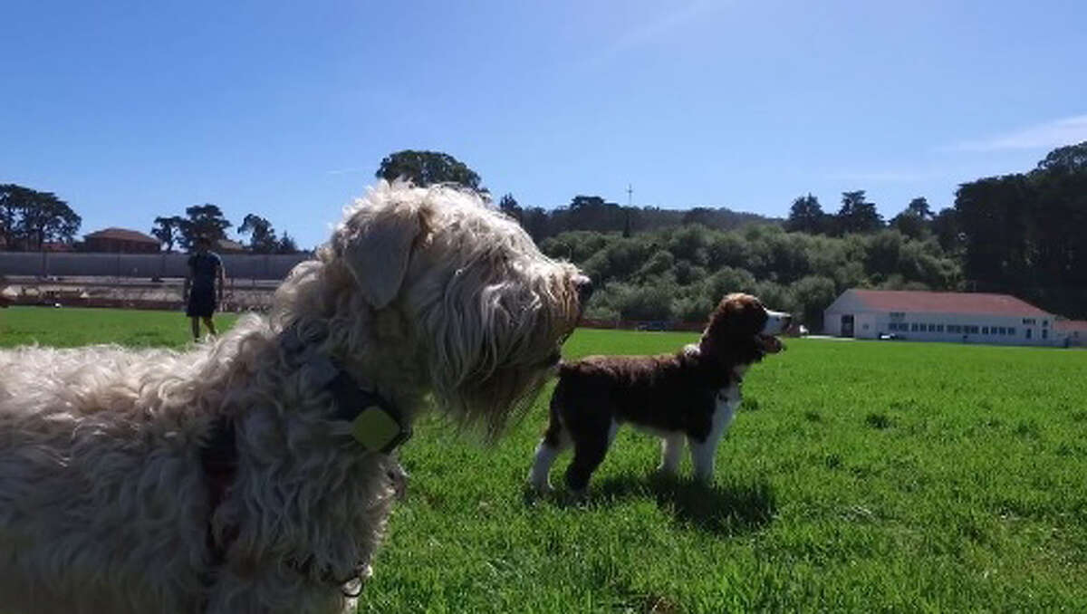 Alton Dog Park is where it’s at this National Dog Day