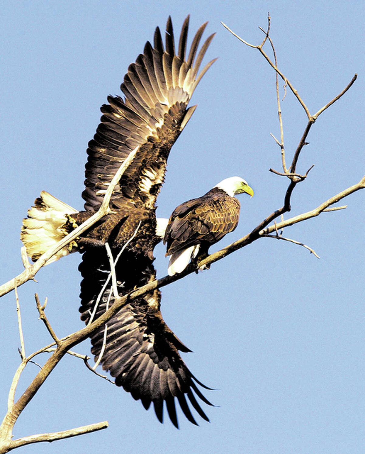 A pair of eagles, one already taking flight, keep a close eye on the Mississippi River for a fish breakfast in this file photo.
